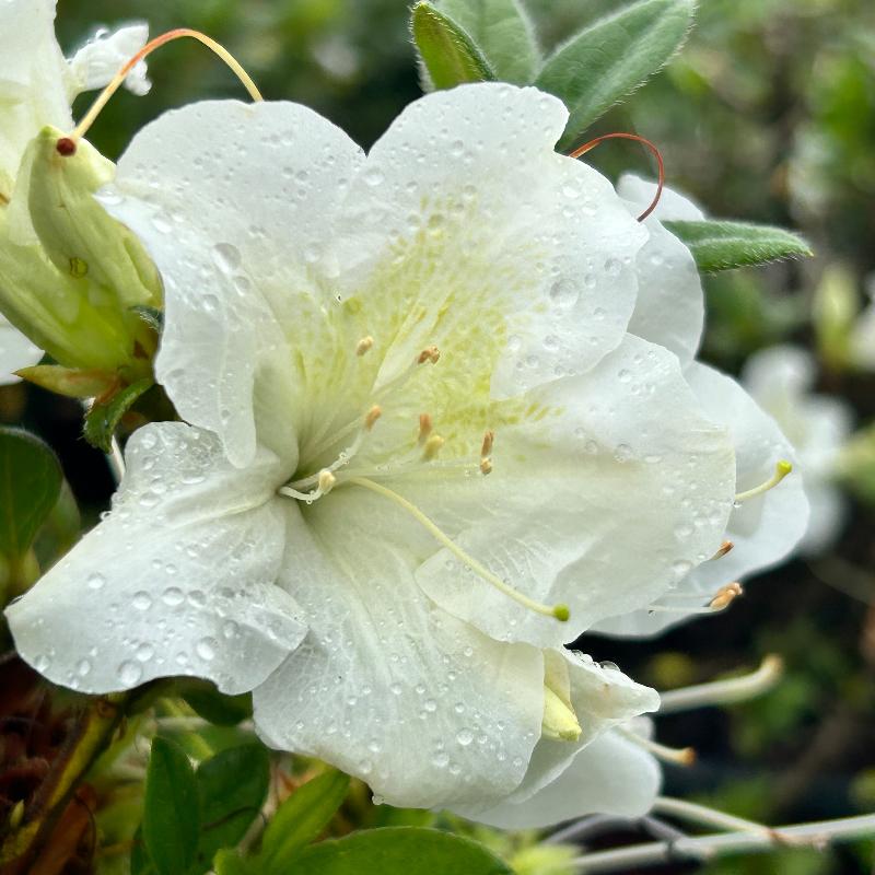 Autumn Ivory® Encore® Azalea with abundant pure white flowers and green foliage