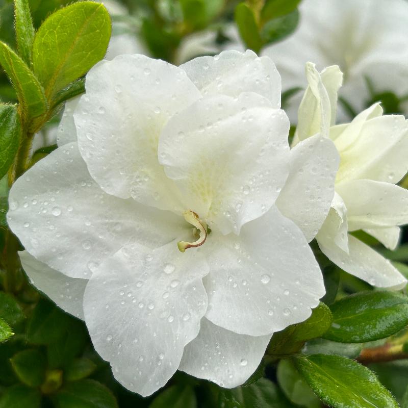 Autumn Ivory® Encore® Azalea with abundant pure white flowers and green foliage