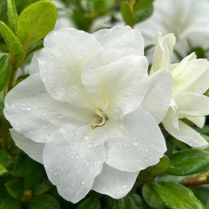 Autumn Ivory® Encore® Azalea with abundant pure white flowers and green foliage