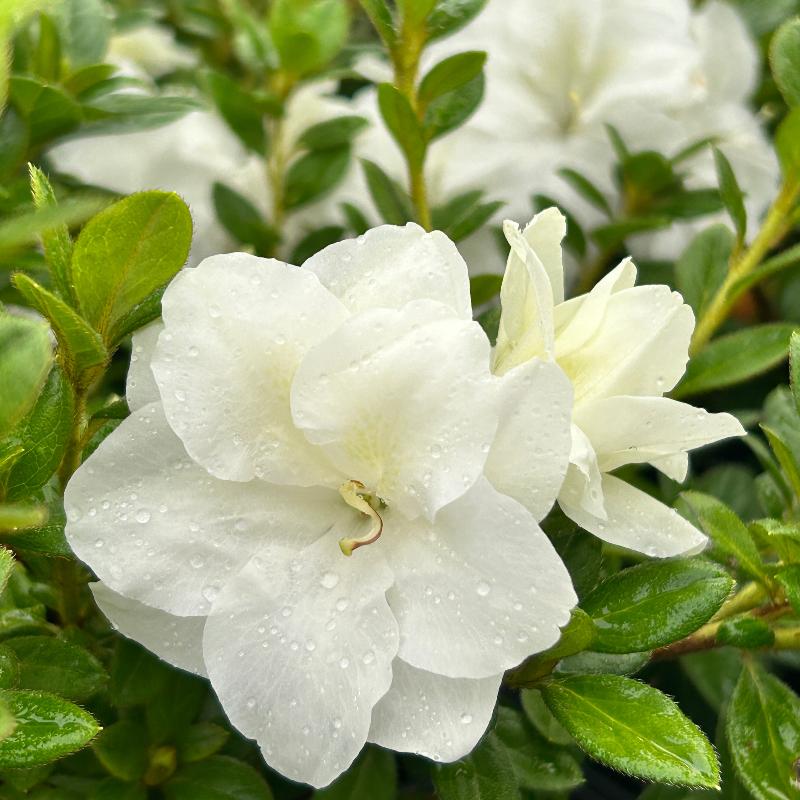 Autumn Ivory® Encore® Azalea with abundant pure white flowers and green foliage