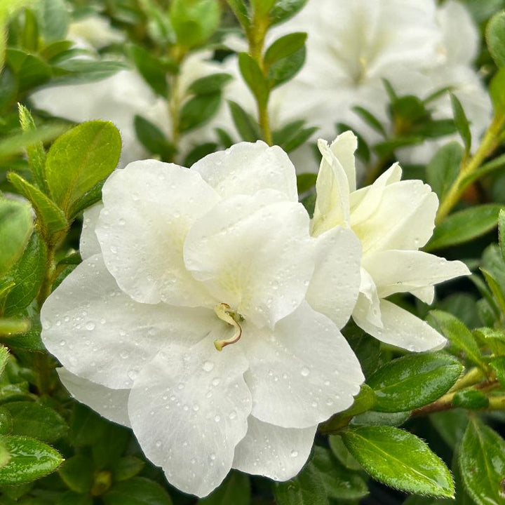 Autumn Ivory® Encore® Azalea with abundant pure white flowers and green foliage