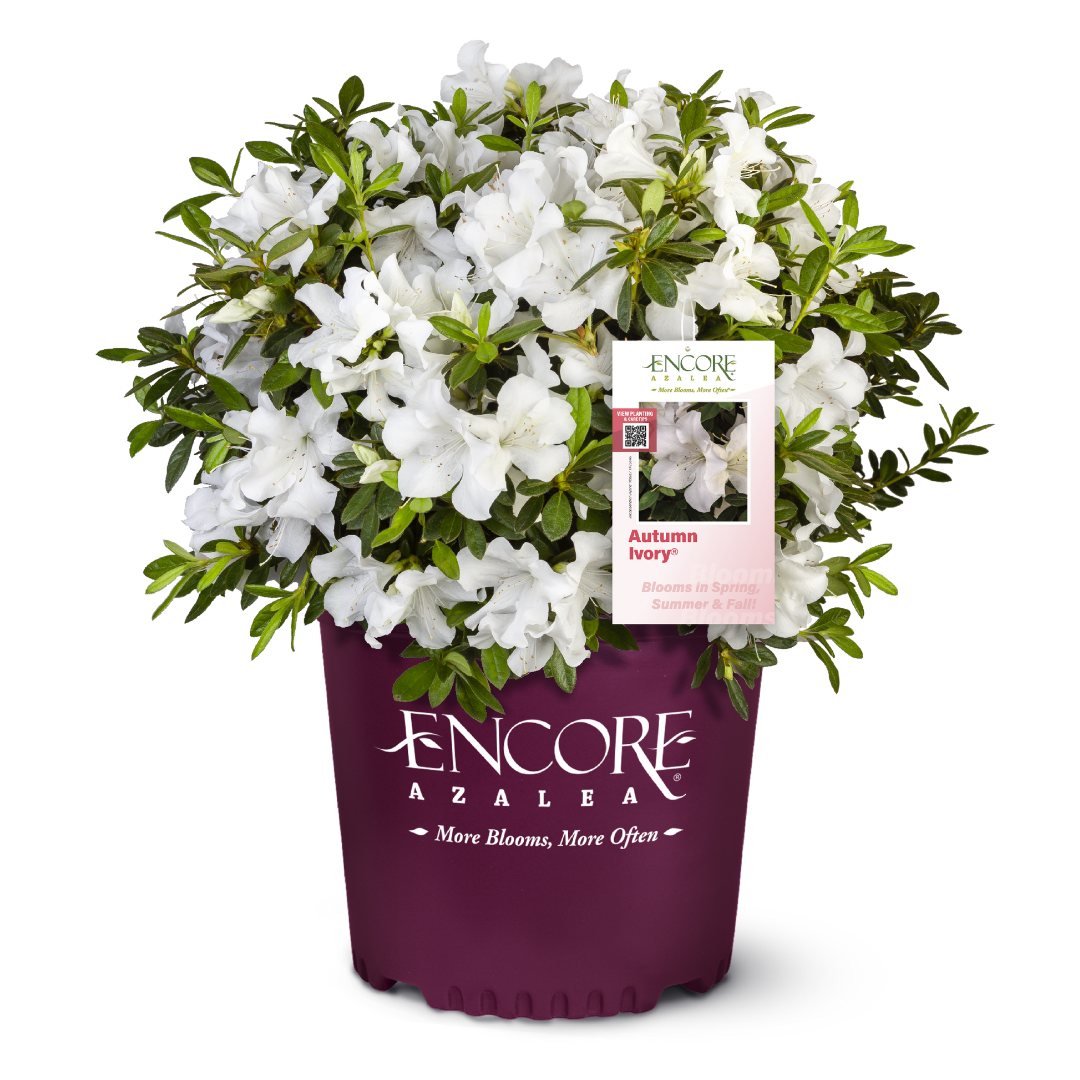 Autumn Ivory® Encore® Azalea with abundant pure white flowers and green foliage