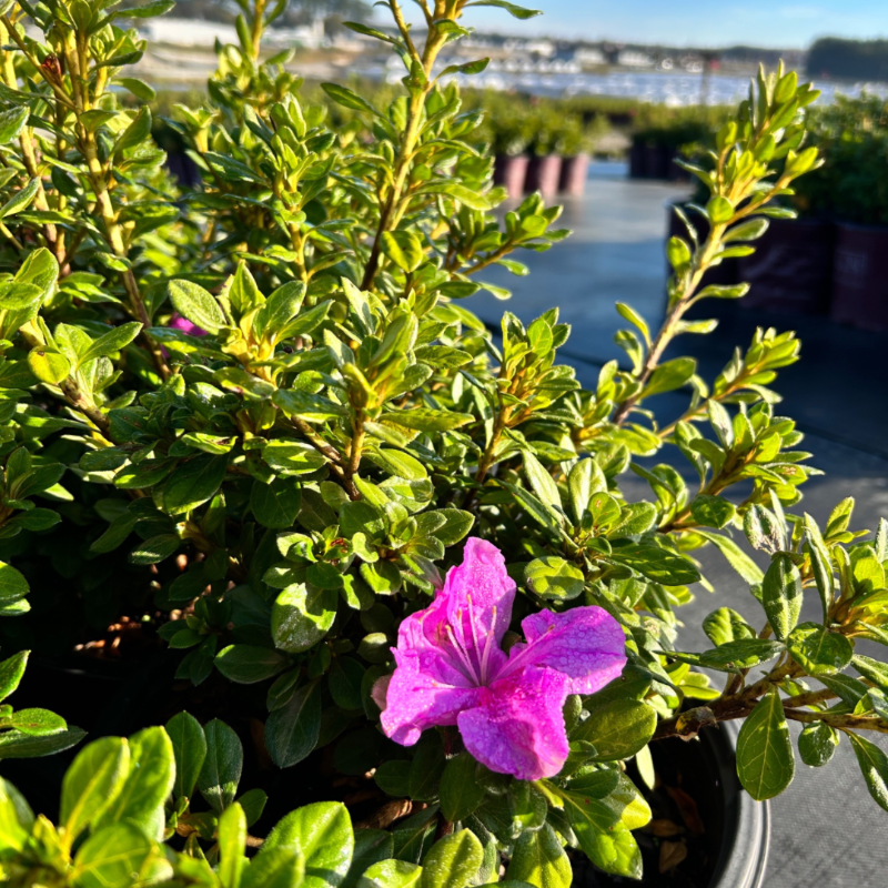 Autumn Lilac® Encore® Azalea with soft lavender-purple flowers and green foliage