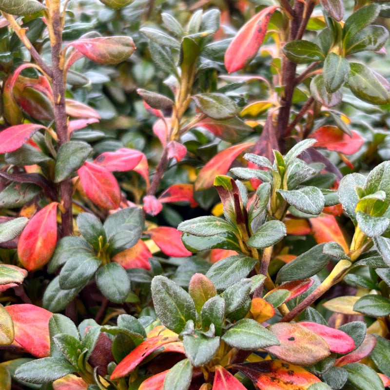 Autumn Lilac® Encore® Azalea with soft lavender-purple flowers and green foliage