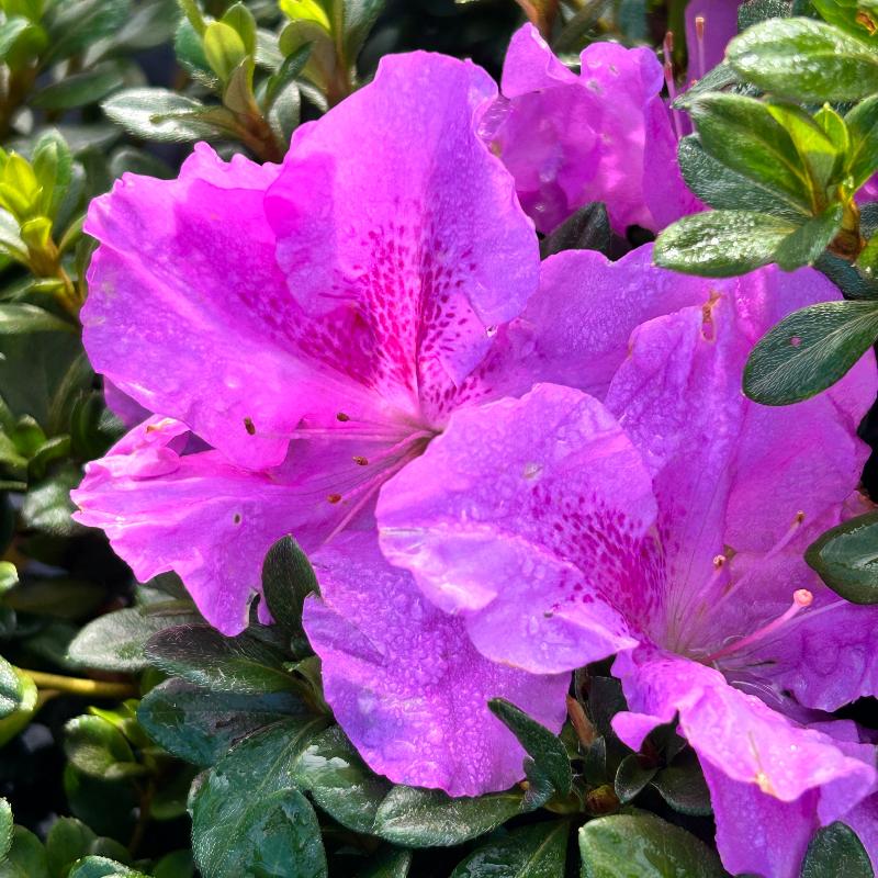 Autumn Lilac® Encore® Azalea with soft lavender-purple flowers and green foliage