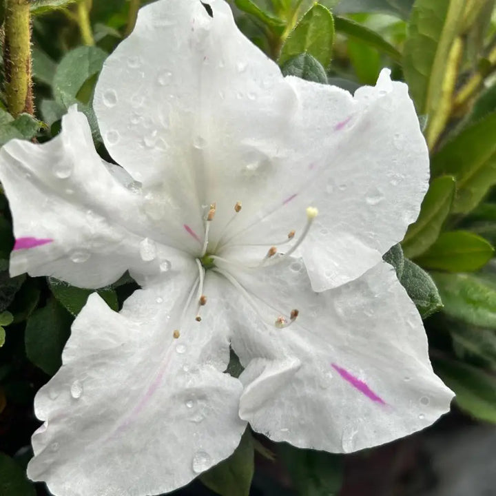 Autumn Lily® Encore® Azalea with velvety white flowers that may show soft purple striping and green foliage
