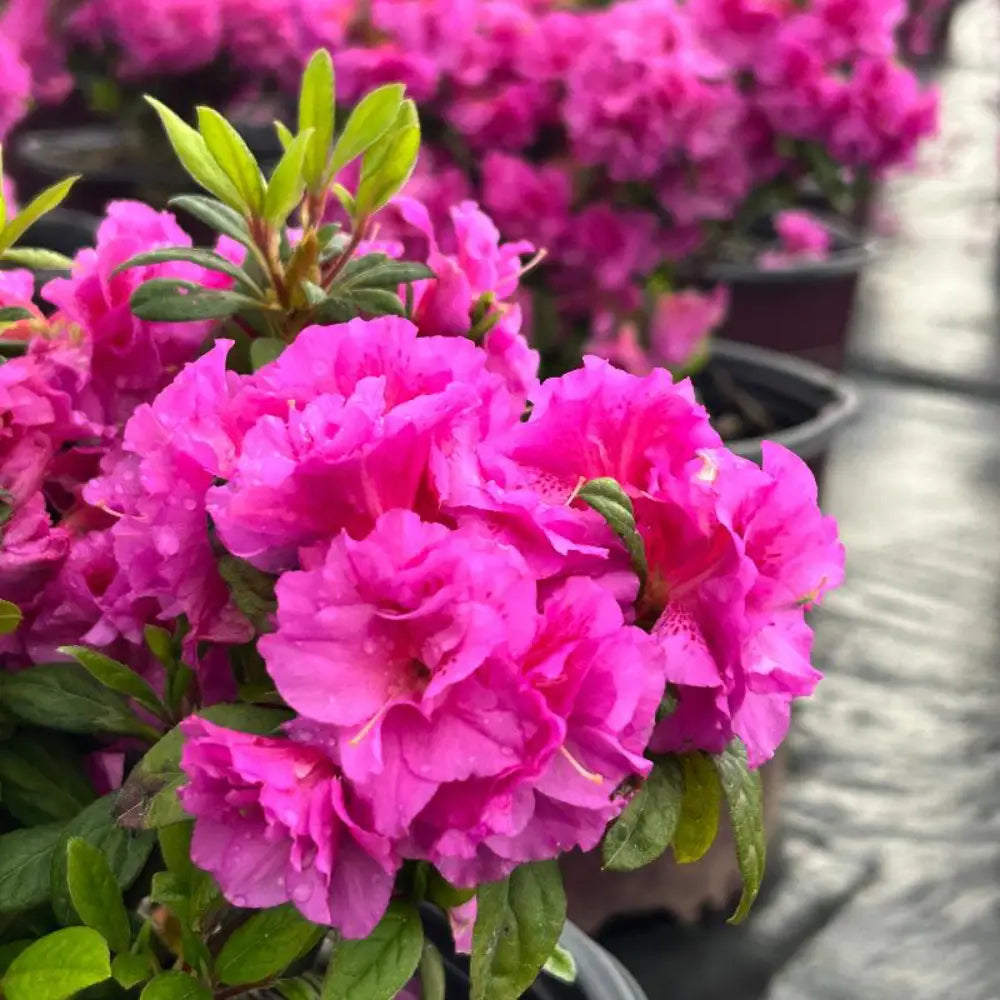 Autumn Majesty® Encore® Azalea with vibrant purple semi-double flowers and green foliage
