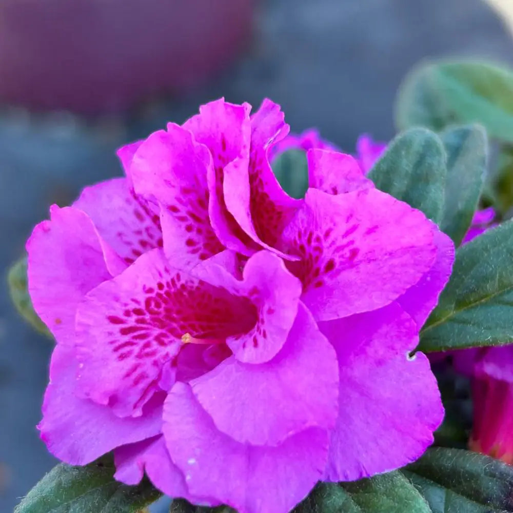 Autumn Majesty® Encore® Azalea with vibrant purple semi-double flowers and green foliage