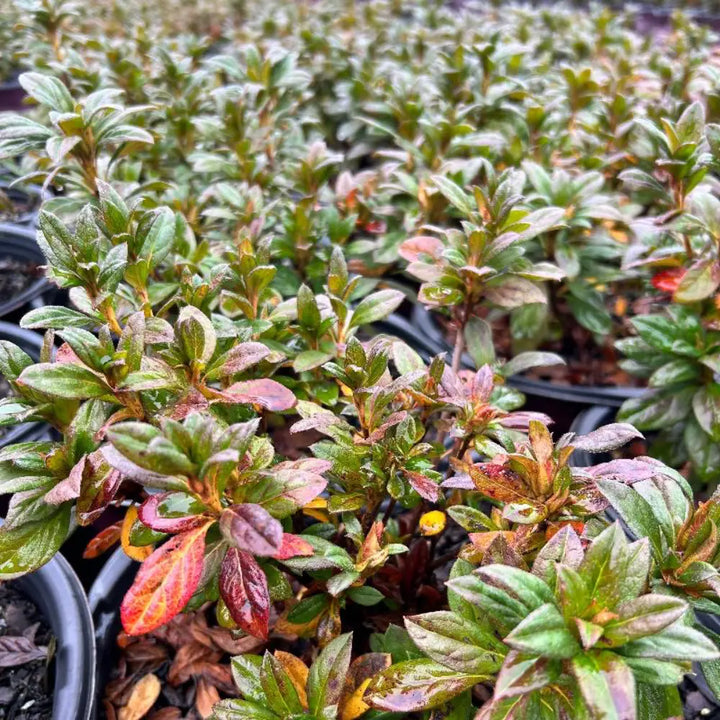 Autumn Majesty® Encore® Azalea with vibrant purple semi-double flowers and green foliage
