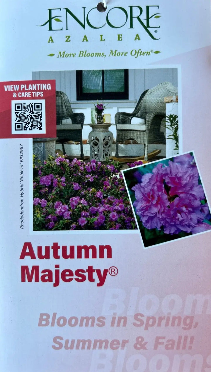 Autumn Majesty® Encore® Azalea with vibrant purple semi-double flowers and green foliage