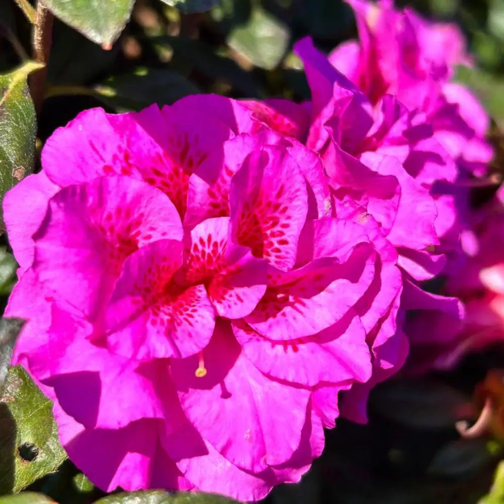 Autumn Majesty® Encore® Azalea with vibrant purple semi-double flowers and green foliage