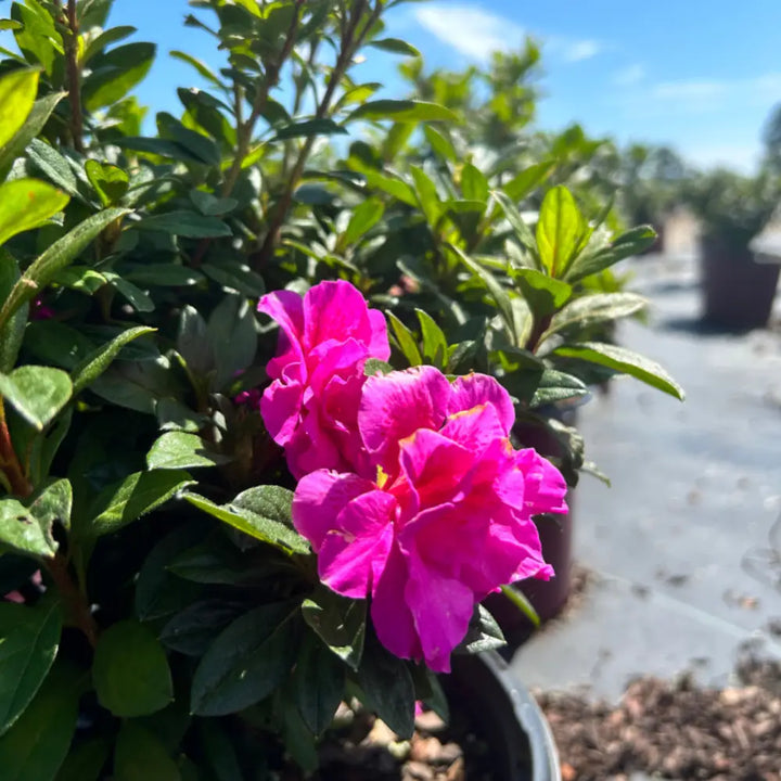 Autumn Majesty® Encore® Azalea with vibrant purple semi-double flowers and green foliage