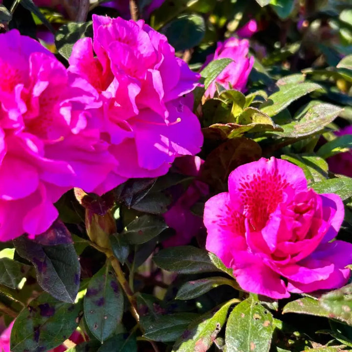 Autumn Majesty® Encore® Azalea with vibrant purple semi-double flowers and green foliage