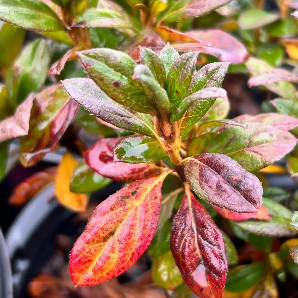 Autumn Majesty® Encore® Azalea with vibrant purple semi-double flowers and green foliage
