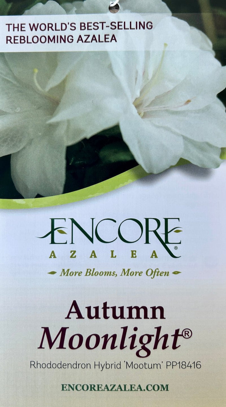 Autumn Moonlight® Encore® Azalea with ruffled white semi-double flowers and green foliage