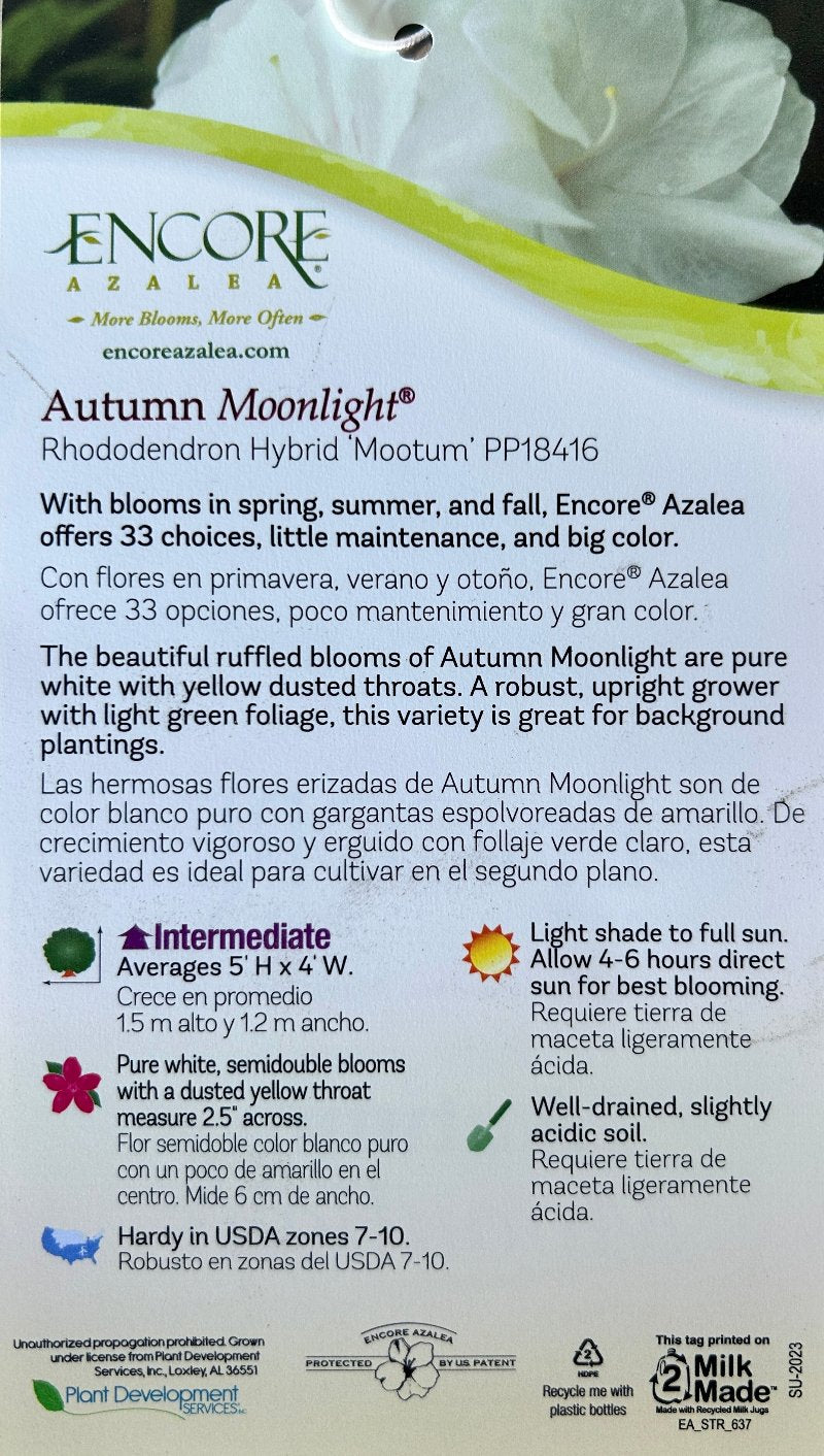 Autumn Moonlight® Encore® Azalea with ruffled white semi-double flowers and green foliage
