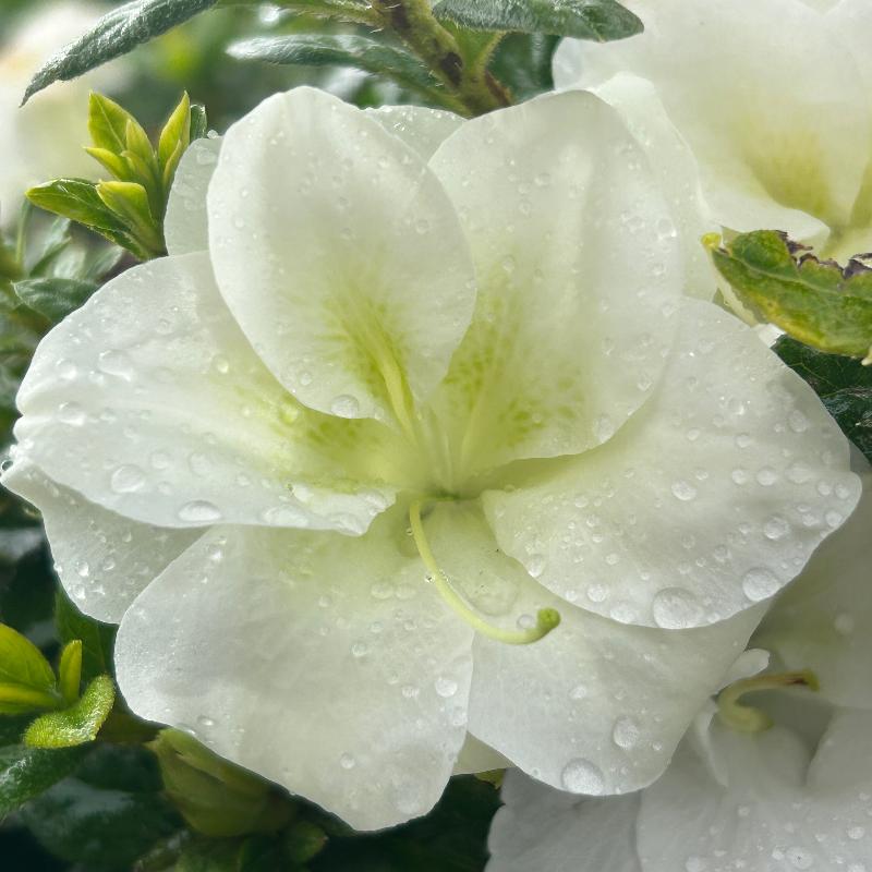 Autumn Moonlight® Encore® Azalea with ruffled white semi-double flowers and green foliage