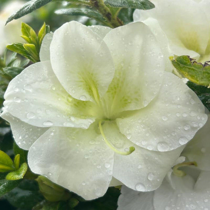 Autumn Moonlight® Encore® Azalea with ruffled white semi-double flowers and green foliage