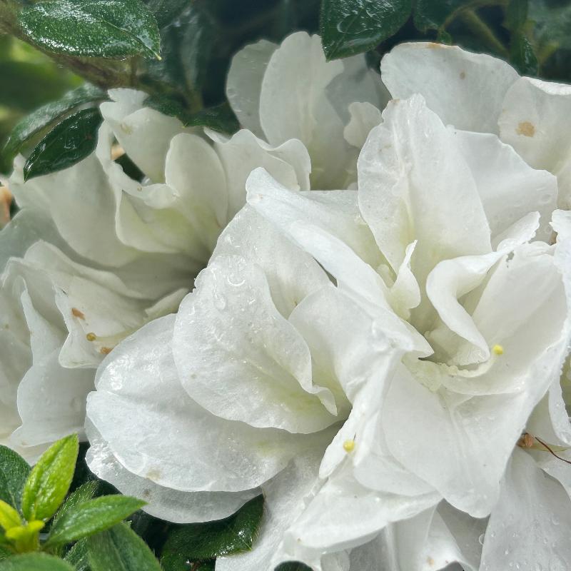 Autumn Moonlight® Encore® Azalea with ruffled white semi-double flowers and green foliage