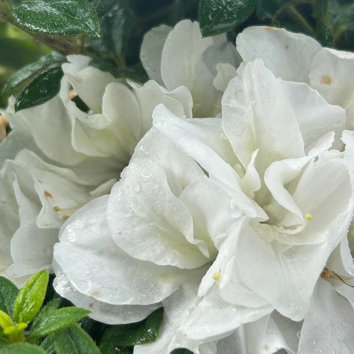 Autumn Moonlight® Encore® Azalea with ruffled white semi-double flowers and green foliage