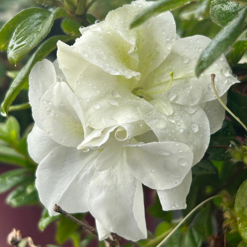 Autumn Moonlight® Encore® Azalea with ruffled white semi-double flowers and green foliage