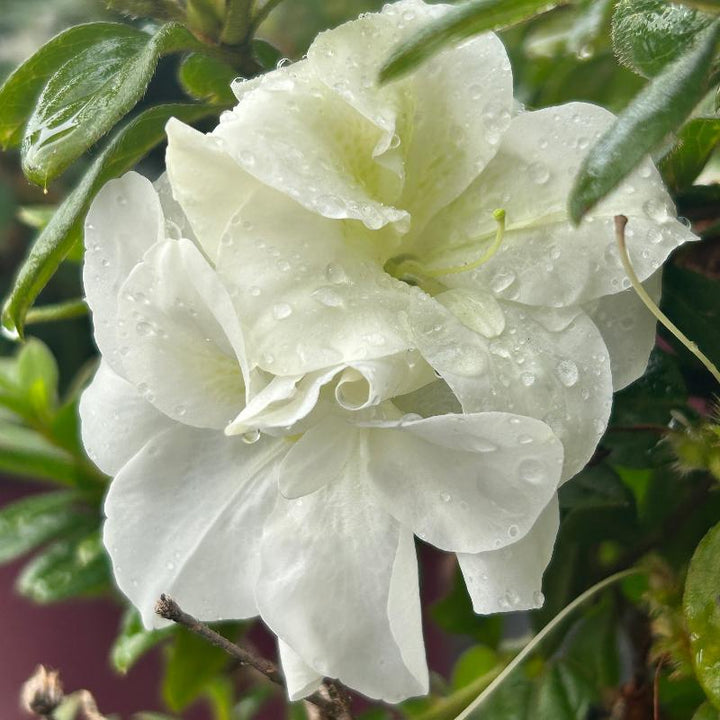 Autumn Moonlight® Encore® Azalea with ruffled white semi-double flowers and green foliage