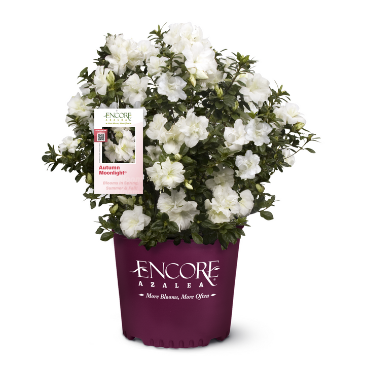 Autumn Moonlight® Encore® Azalea with ruffled white semi-double flowers and green foliage