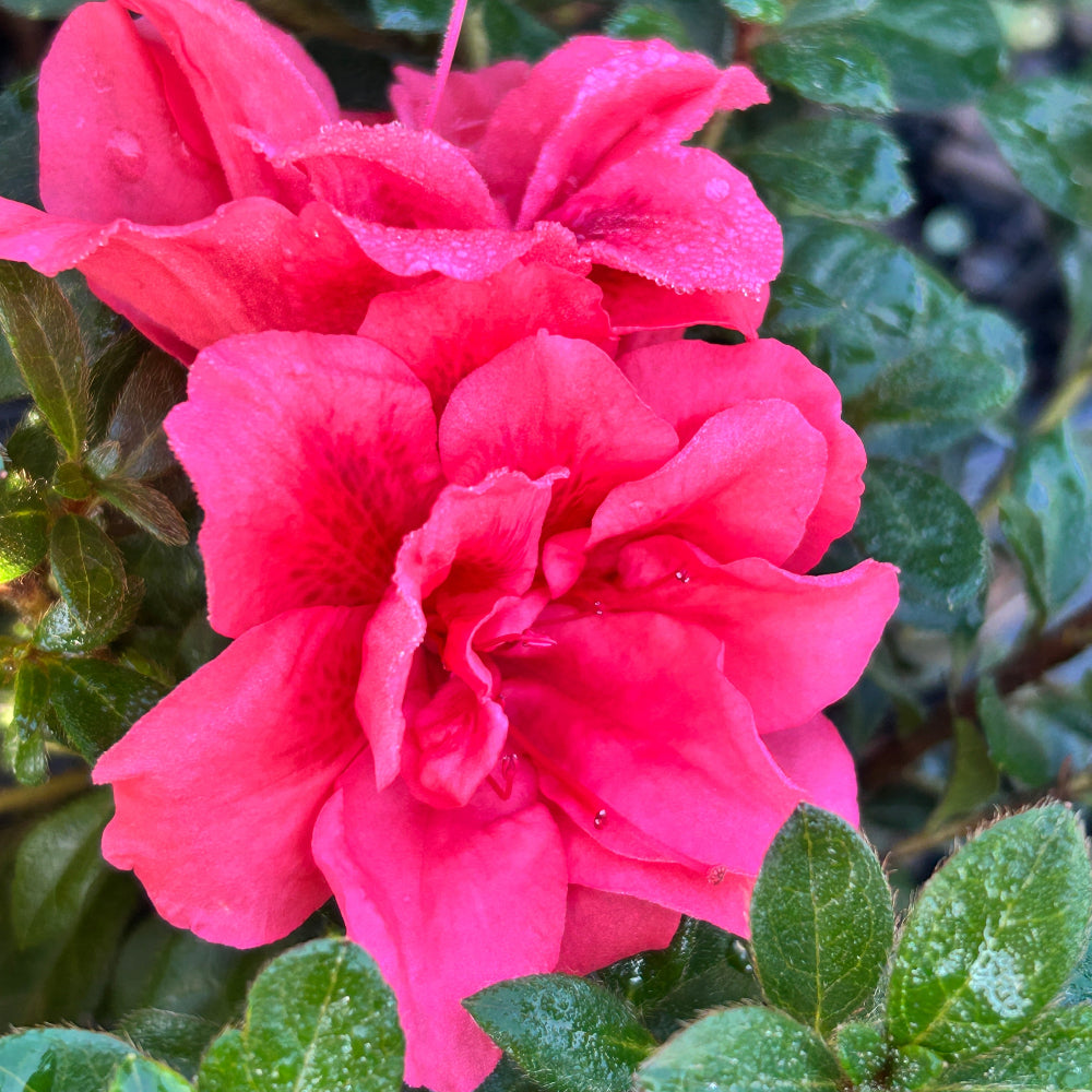 Autumn Princess® Encore® Azalea with ruffled rich pink semi-double flowers and green foliage