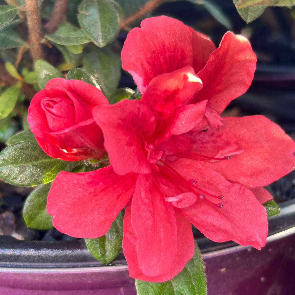 Autumn Princess® Encore® Azalea with ruffled rich pink semi-double flowers and green foliage