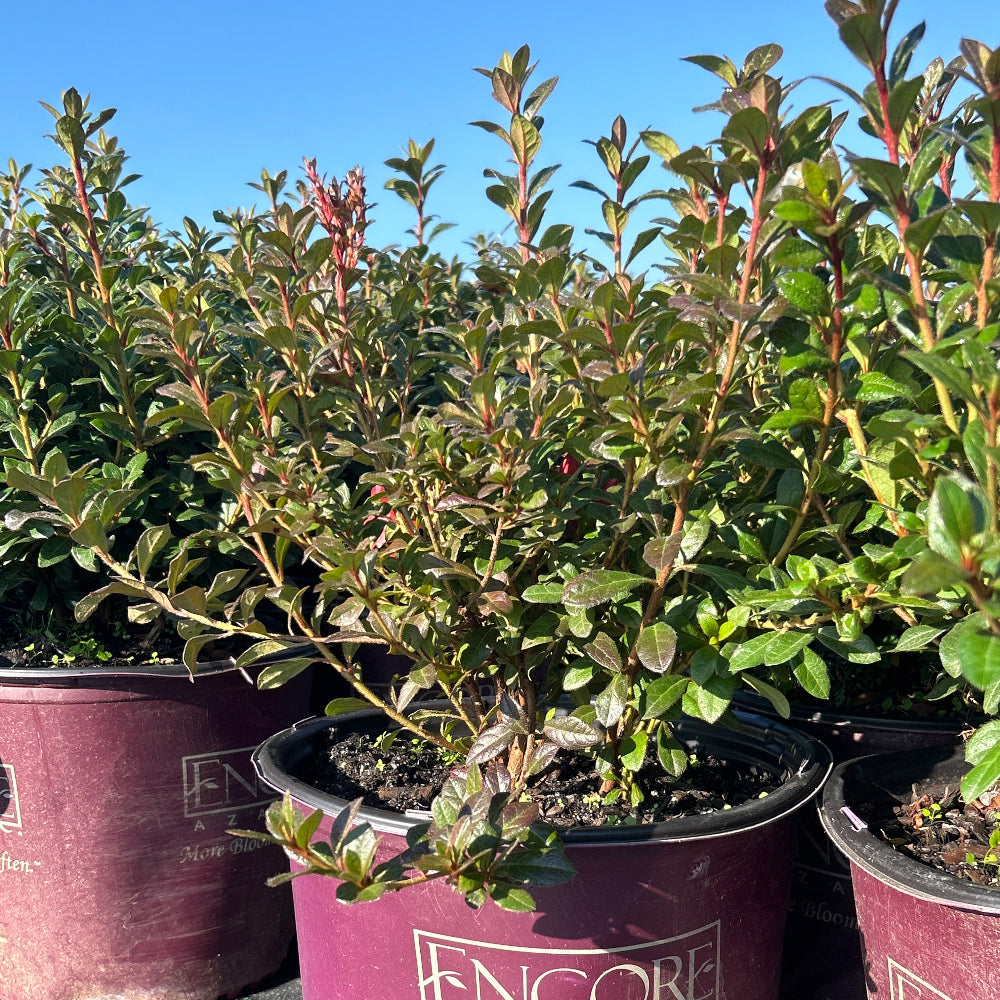 Autumn Princess® Encore® Azalea with ruffled rich pink semi-double flowers and green foliage
