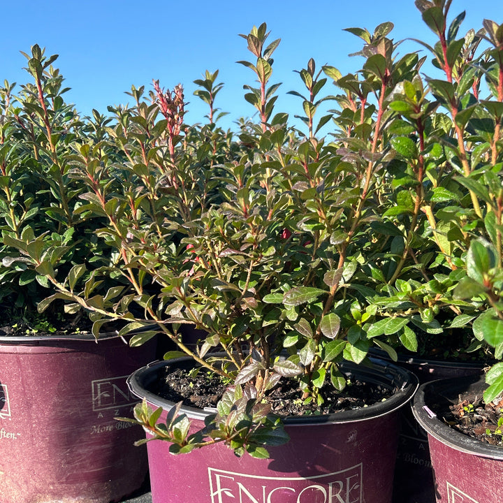 Autumn Princess® Encore® Azalea with ruffled rich pink semi-double flowers and green foliage