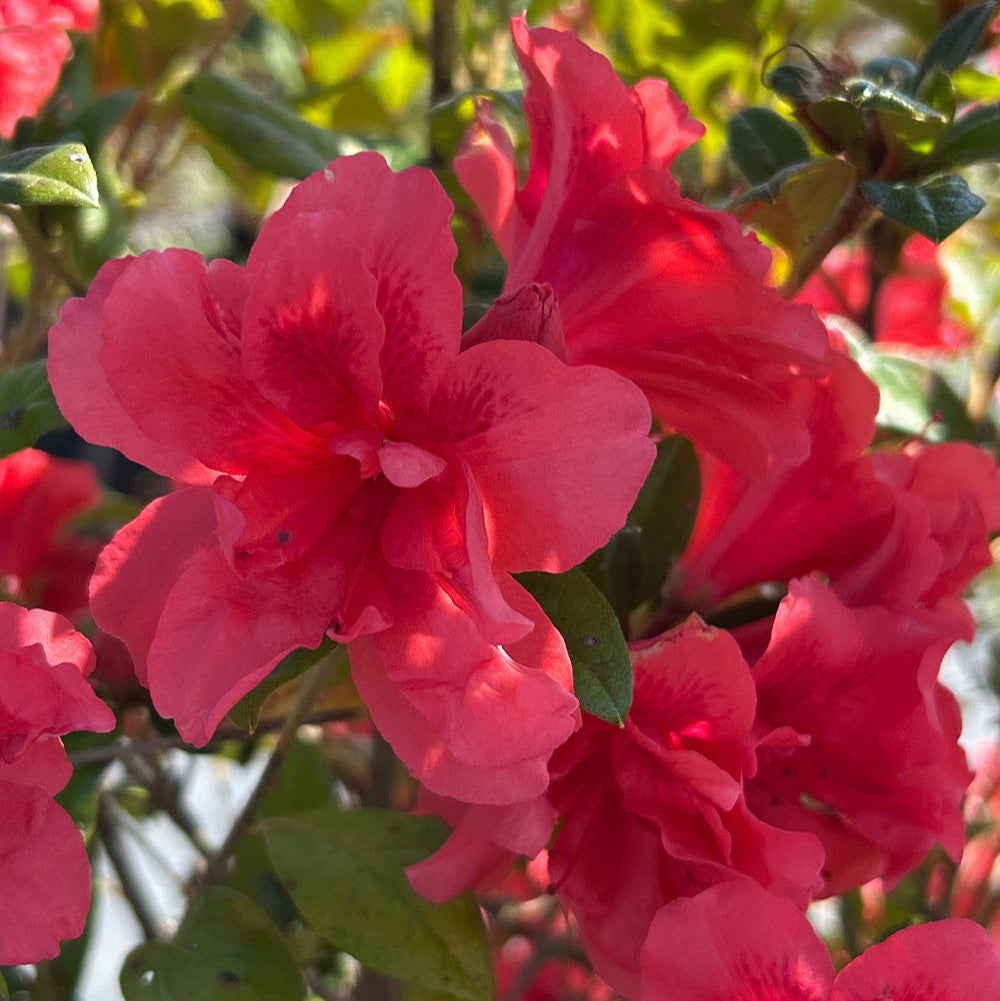 Autumn Princess® Encore® Azalea with ruffled rich pink semi-double flowers and green foliage