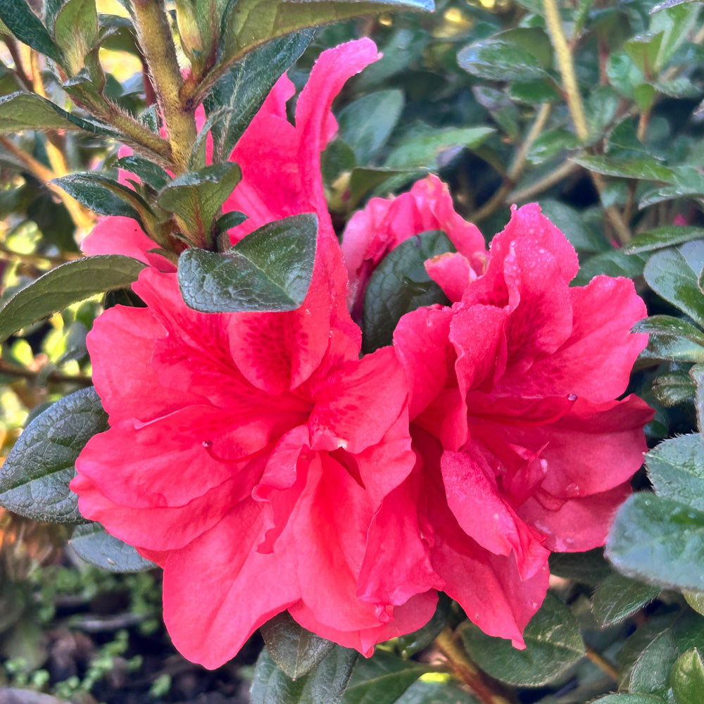 【中古】アザレア Azalea　コミック　全4巻セット Great American Azaleas: A Guide to the Finest Azalea Varieties