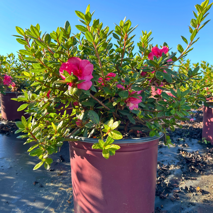 Autumn Rouge® Encore® Azalea with ruffled deep pink semi-double flowers and green foliage