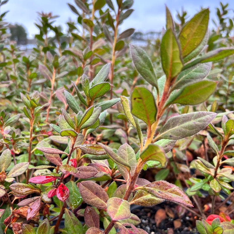 Autumn Rouge® Encore® Azalea with ruffled deep pink semi-double flowers and green foliage
