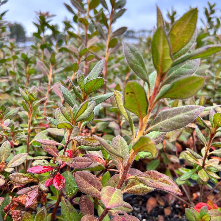 Autumn Rouge® Encore® Azalea with ruffled deep pink semi-double flowers and green foliage