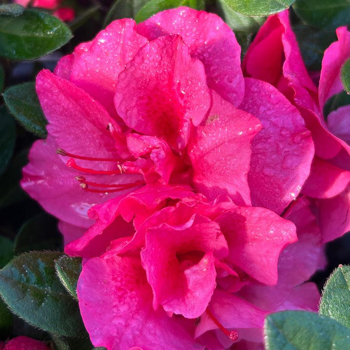 Autumn Rouge® Encore® Azalea with ruffled deep pink semi-double flowers and green foliage