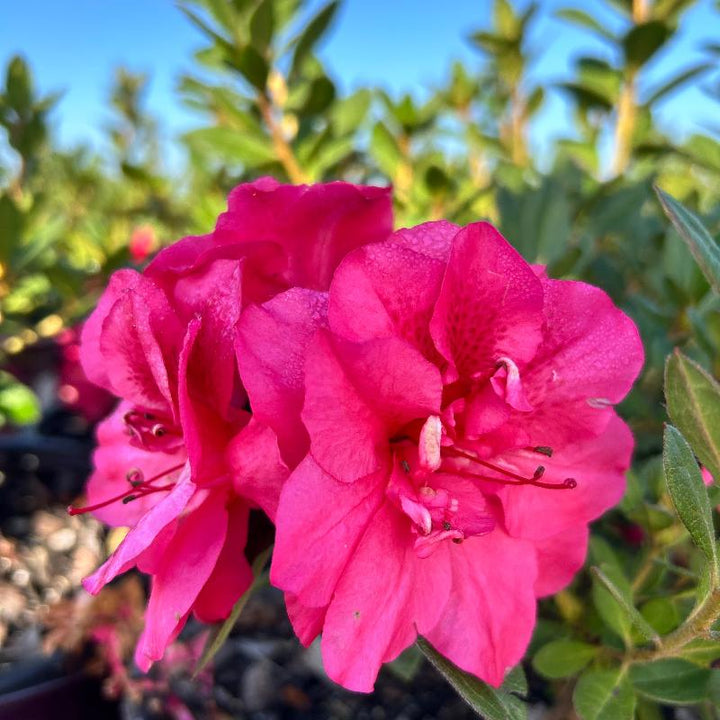 Autumn Rouge® Encore® Azalea with ruffled deep pink semi-double flowers and green foliage