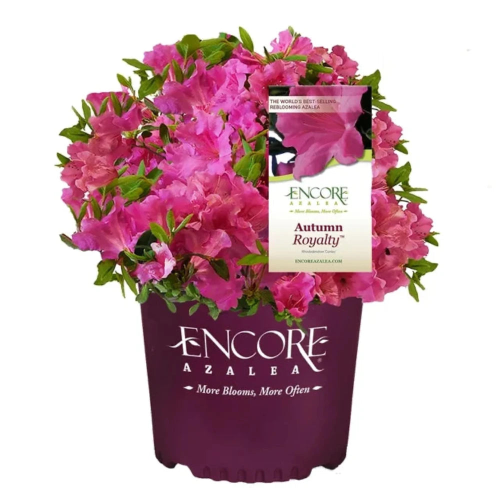 Autumn Royalty® Encore® Azalea with large purple-pink flowers and green foliage