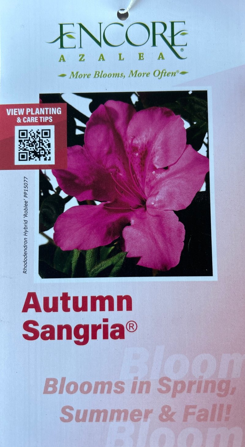 Autumn Sangria® Encore® Azalea with large dark neon-pink flowers and green foliage