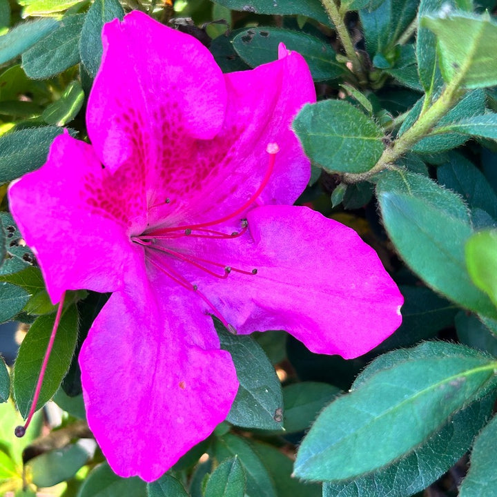 Autumn Sangria® Encore® Azalea with large dark neon-pink flowers and green foliage