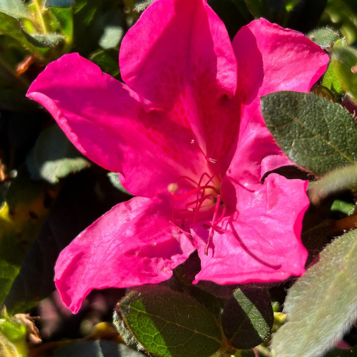 Autumn Sangria® Encore® Azalea with large dark neon-pink flowers and green foliage