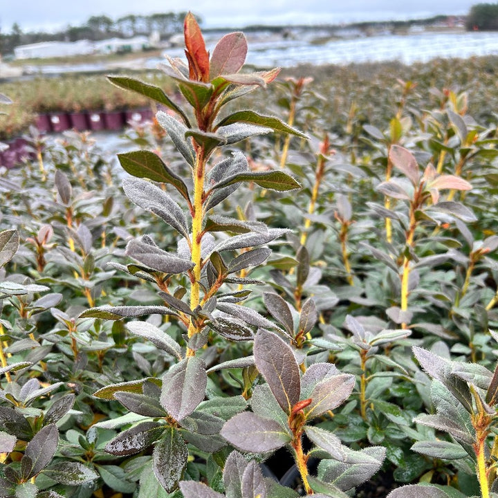 Autumn Sangria® Encore® Azalea with large dark neon-pink flowers and green foliage