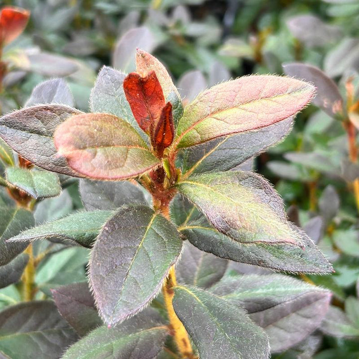Autumn Sangria® Encore® Azalea with large dark neon-pink flowers and green foliage