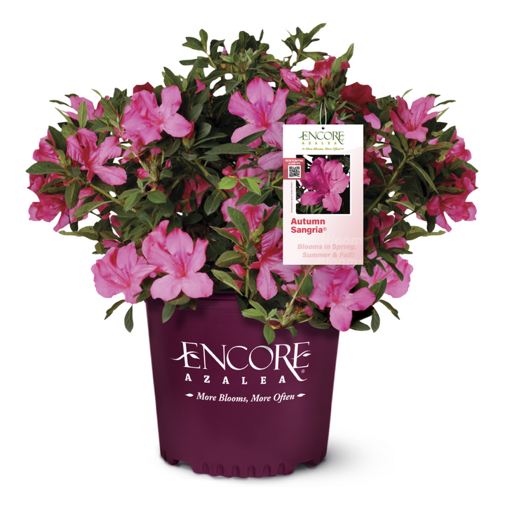 Autumn Sangria® Encore® Azalea with large dark neon-pink flowers and green foliage