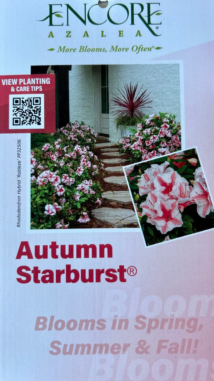 Autumn Starburst® Encore® Azalea with coral-pink semi-double flowers edged in white and green foliage