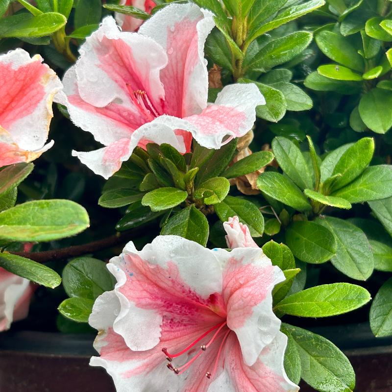 Autumn Starburst® Encore® Azalea with coral-pink semi-double flowers edged in white and green foliage
