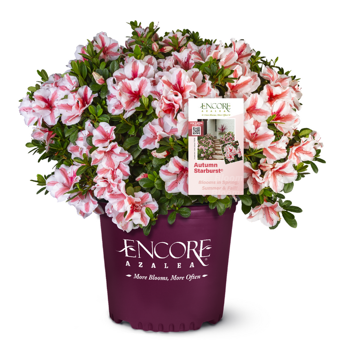 Autumn Starburst® Encore® Azalea with coral-pink semi-double flowers edged in white and green foliage