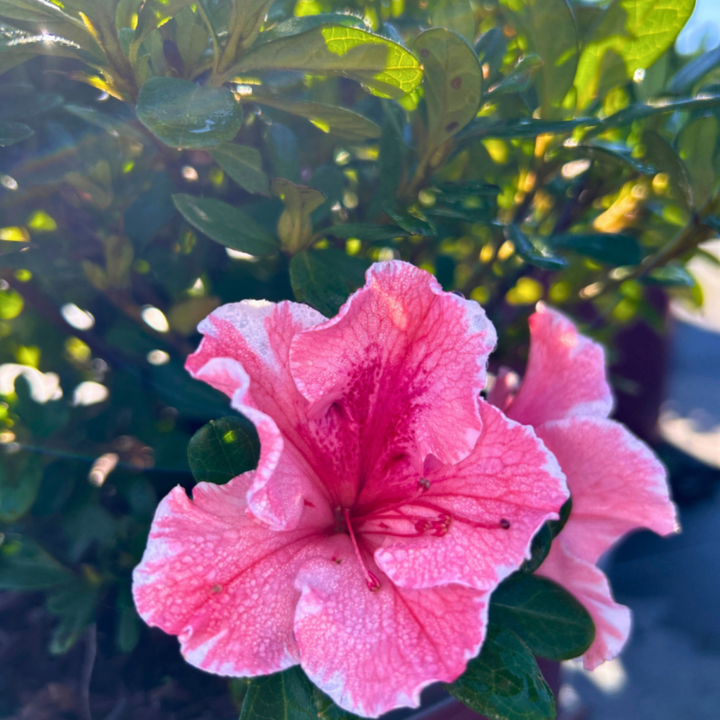 Autumn Sunburst Encore Azalea with pink semi-double flowers edged in white