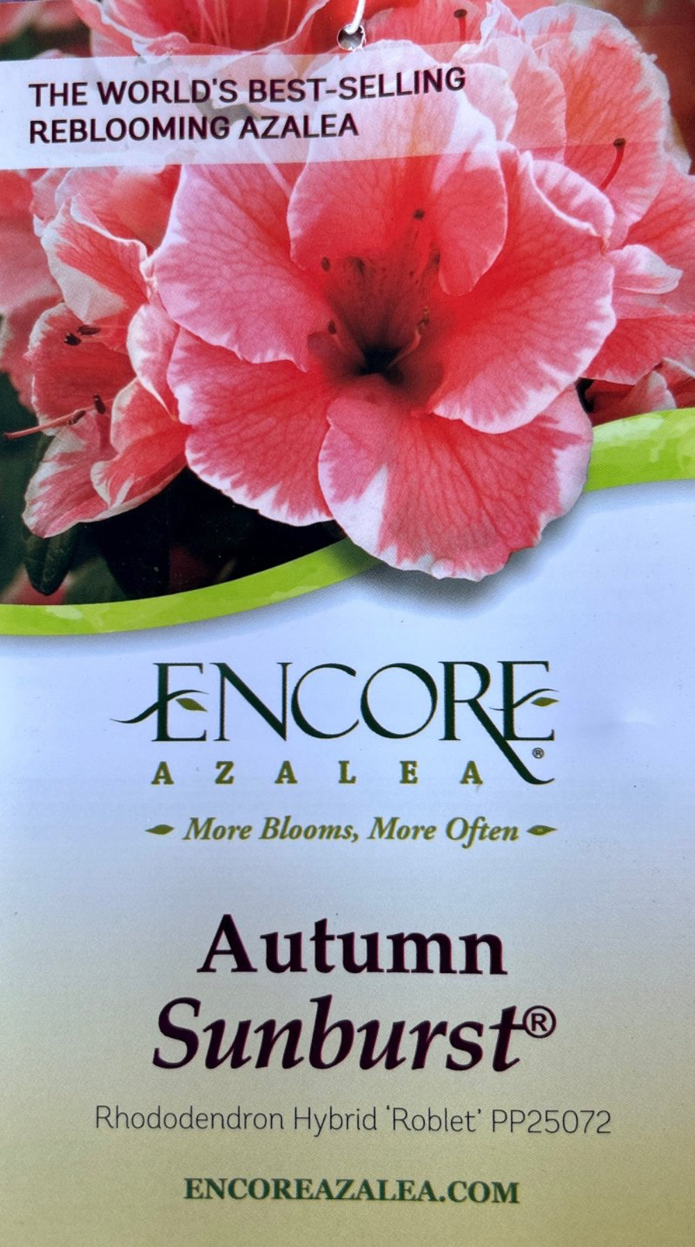 Autumn Sunburst Encore Azalea with pink semi-double flowers edged in white